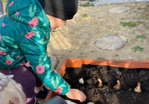 Dziewczynka sadzi w ziemi cebulkę kwiatu.