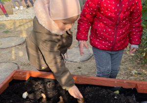 Dziewczynki sadzą w ziemi cebulki kwiatów.