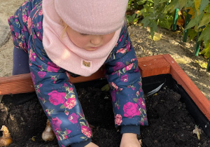 Dziewczynka sadzi w ziemi cebulkę kwiatu.