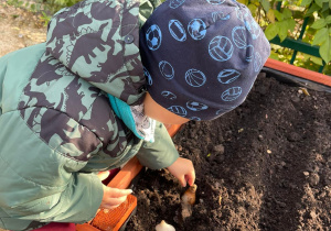 Chłopiec sadzi w ziemi cebulkę kwiatu.