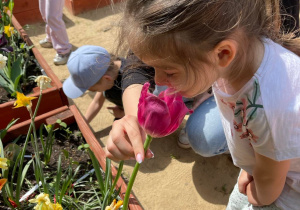 Dziewczynka wącha tulipana.