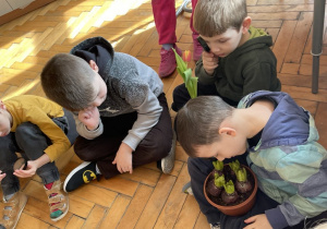 Dzieci oglądają sadzonki tulipana.
